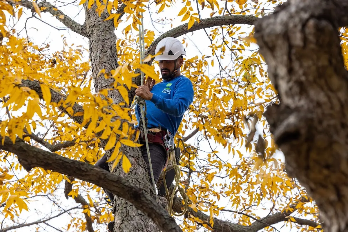 Skilled Tree Trimming crew working in Bentley